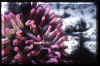 Anemone and shrimp.JPG (254024 bytes)