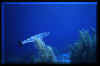 Baracuda1 mid res.JPG (224270 bytes)