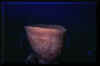 Basket sponge 2.JPG (176176 bytes)