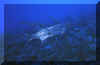 Baracuda 3.JPG (76976 bytes)