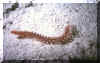 Fireworm.JPG (168928 bytes)