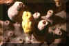 Frog fish 5.JPG (76488 bytes)
