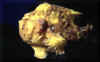 Leaping frog fish.JPG (67735 bytes)