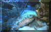 Tiger Grouper at cleaning station.JPG (136309 bytes)