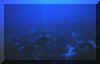 Tone in a shoal.JPG (58321 bytes)