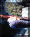 flamingo tongue.JPG (52695 bytes)