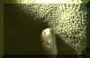 moray.JPG (146904 bytes)