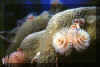 xmas tree worms 2.JPG (102438 bytes)