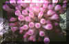 Nipples.JPG (685038 bytes)
