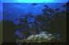 blue tang 2.JPG (76877 bytes)