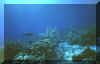 free swimming turtle.JPG (95349 bytes)