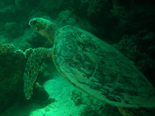 Photograph