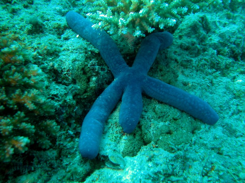 Photograph