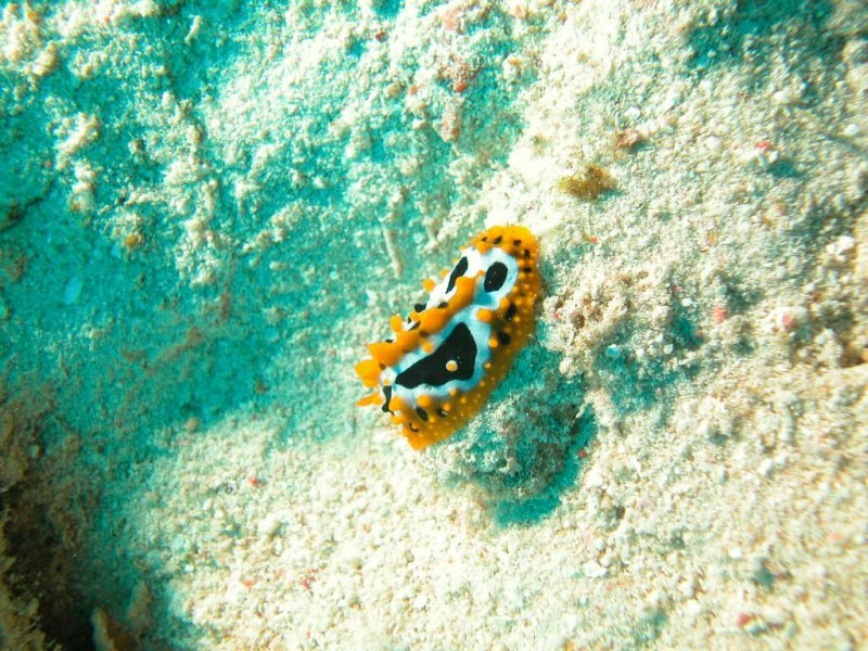 Photograph
