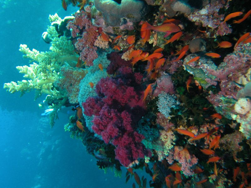 Photograph